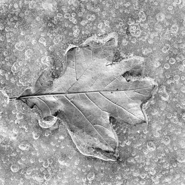 Oak-Leaf-in-Ice